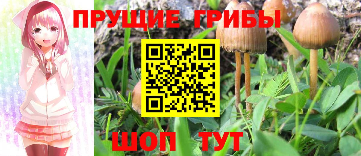 Галлюциногенные грибы Psilocybine cubensis  Вход с VPN  Нурлат 